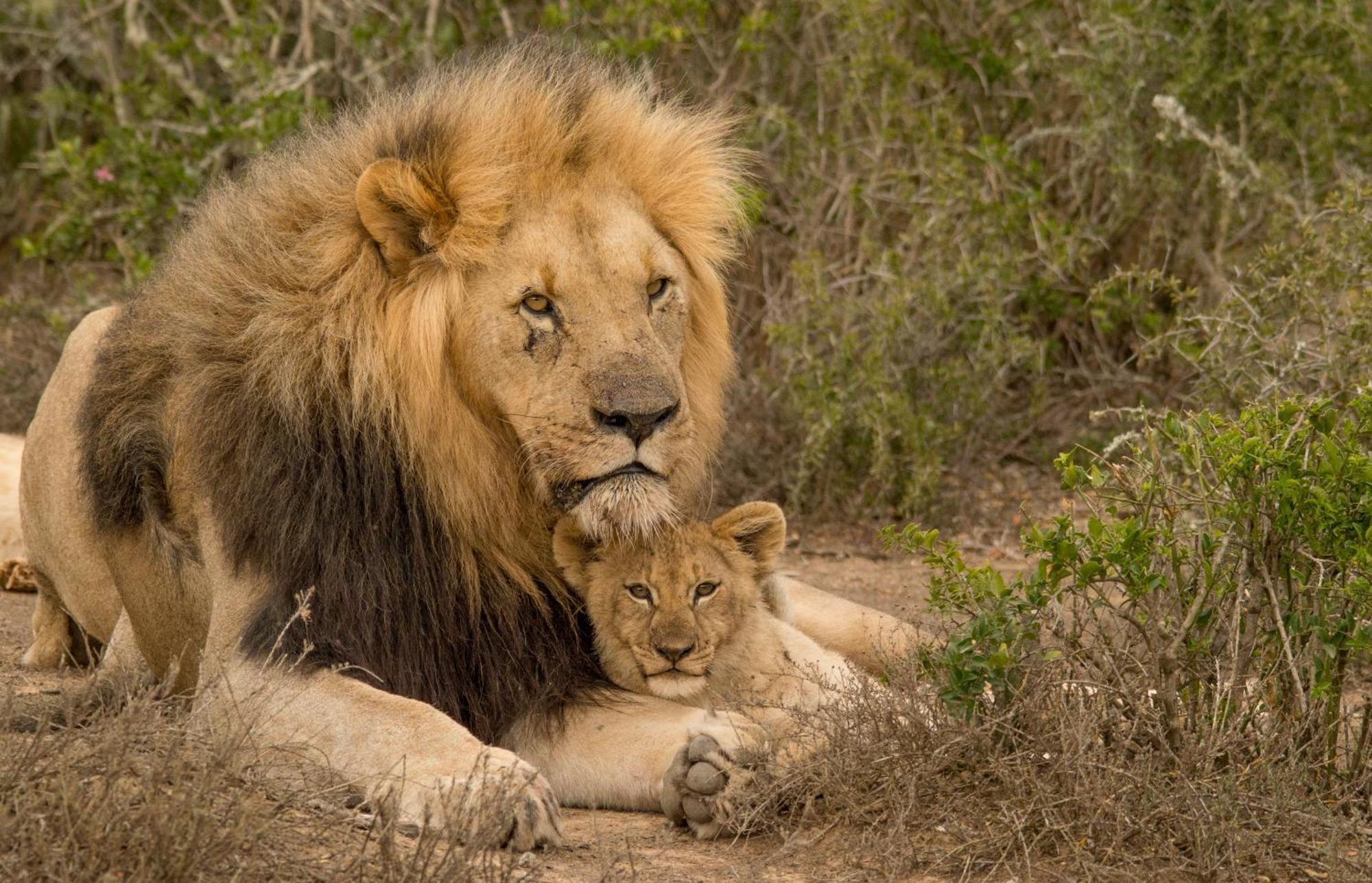 Kwandwe Private Game Reserve - Melton Manor Grahamstown Zewnętrze zdjęcie