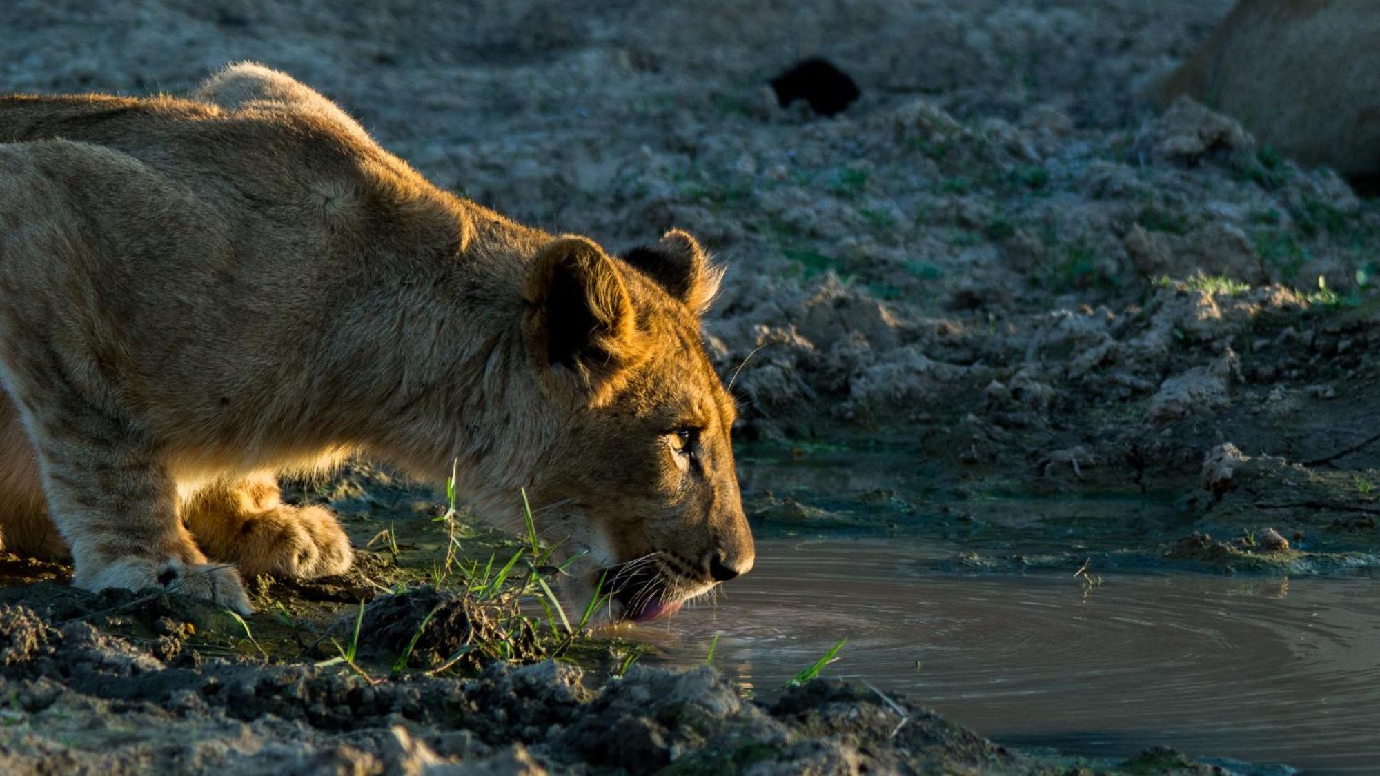 Kwandwe Private Game Reserve - Melton Manor Grahamstown Zewnętrze zdjęcie