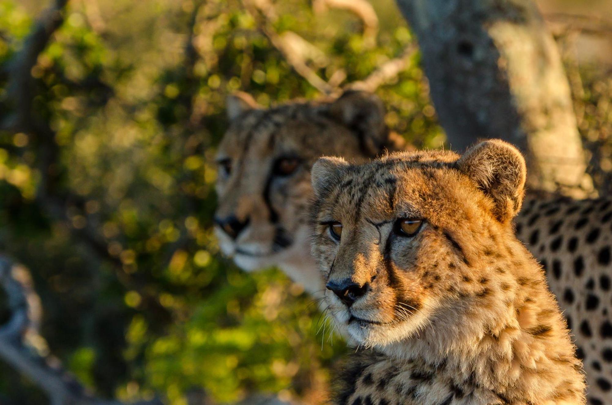 Kwandwe Private Game Reserve - Melton Manor Grahamstown Zewnętrze zdjęcie