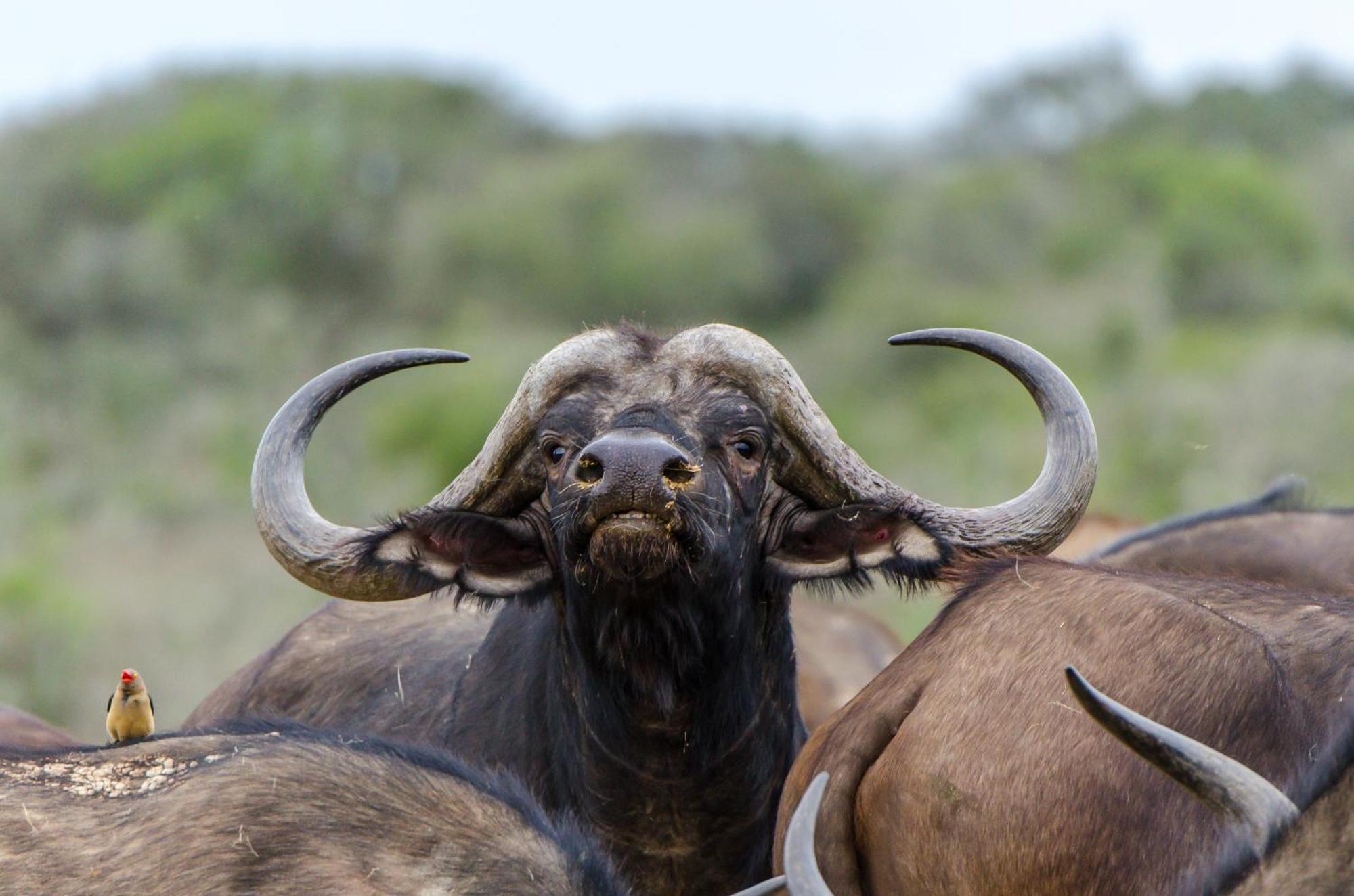 Kwandwe Private Game Reserve - Melton Manor Grahamstown Zewnętrze zdjęcie