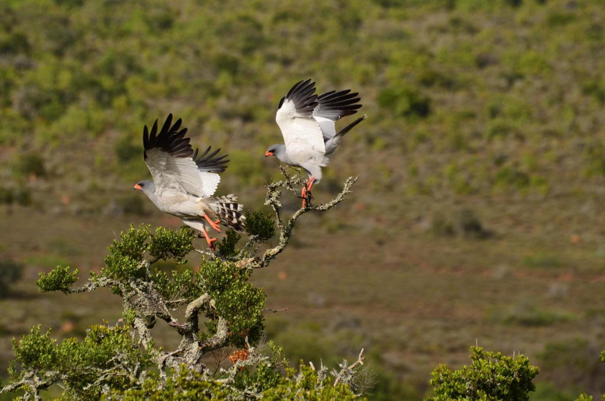 Kwandwe Private Game Reserve - Melton Manor Grahamstown Zewnętrze zdjęcie