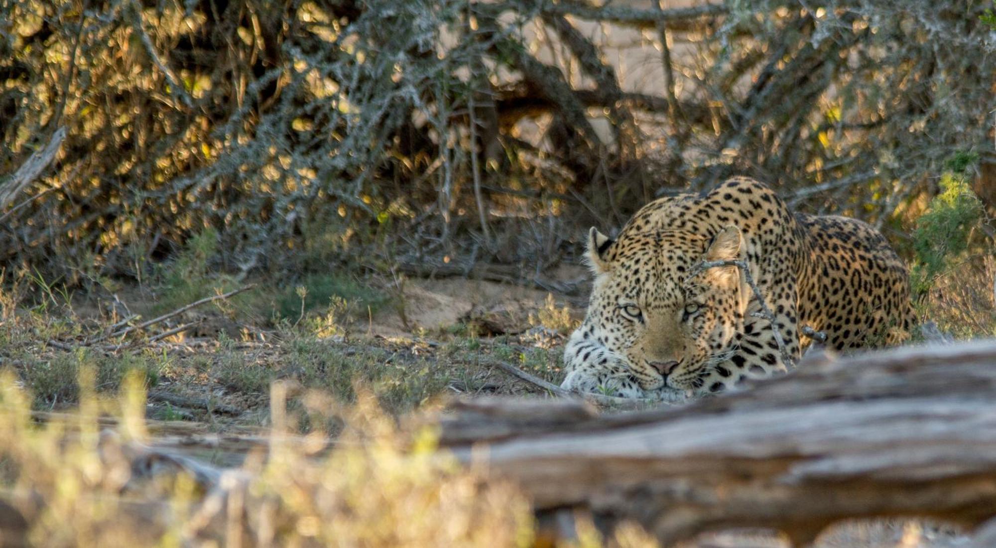 Kwandwe Private Game Reserve - Melton Manor Grahamstown Zewnętrze zdjęcie