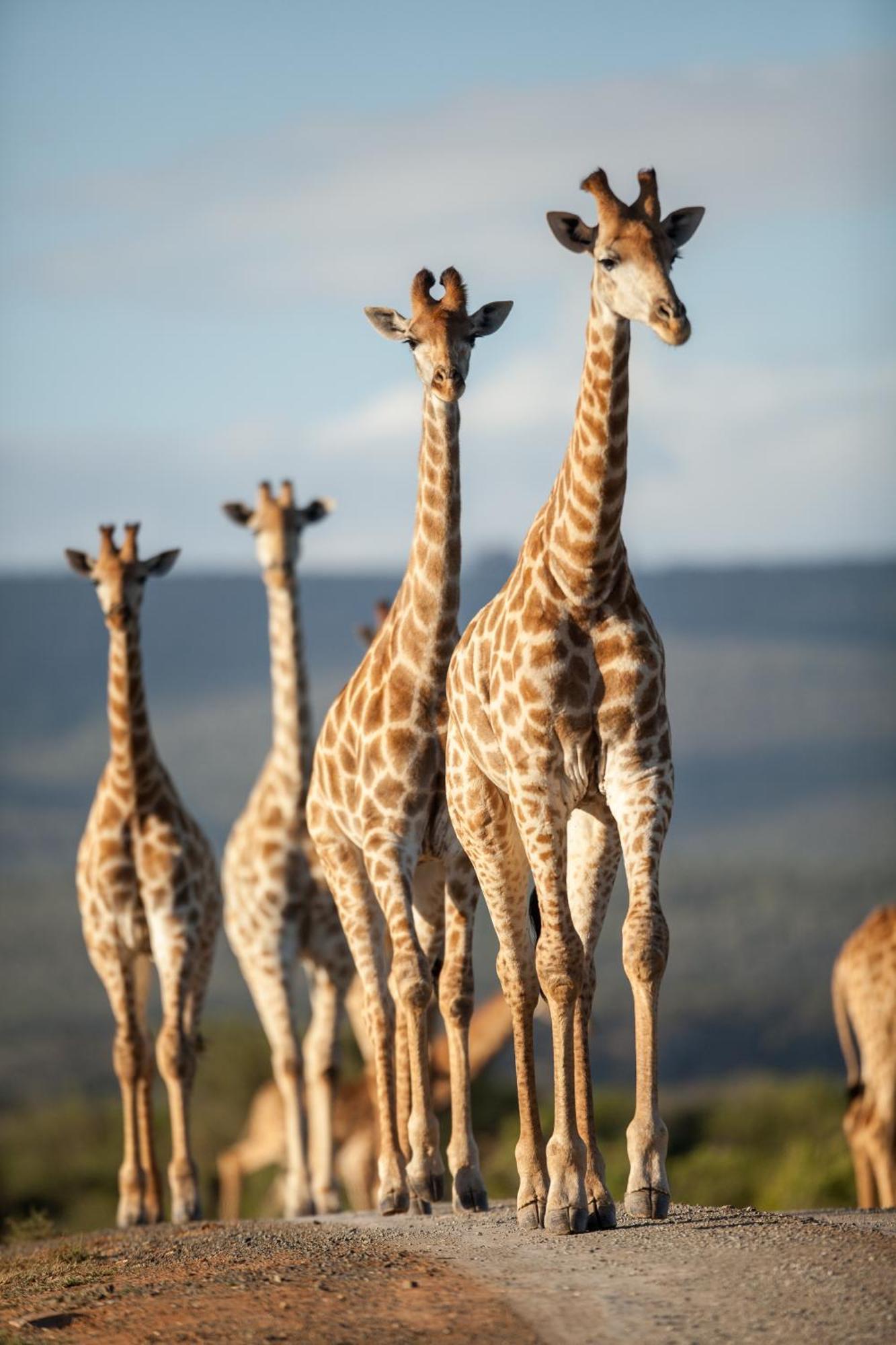 Kwandwe Private Game Reserve - Melton Manor Grahamstown Zewnętrze zdjęcie