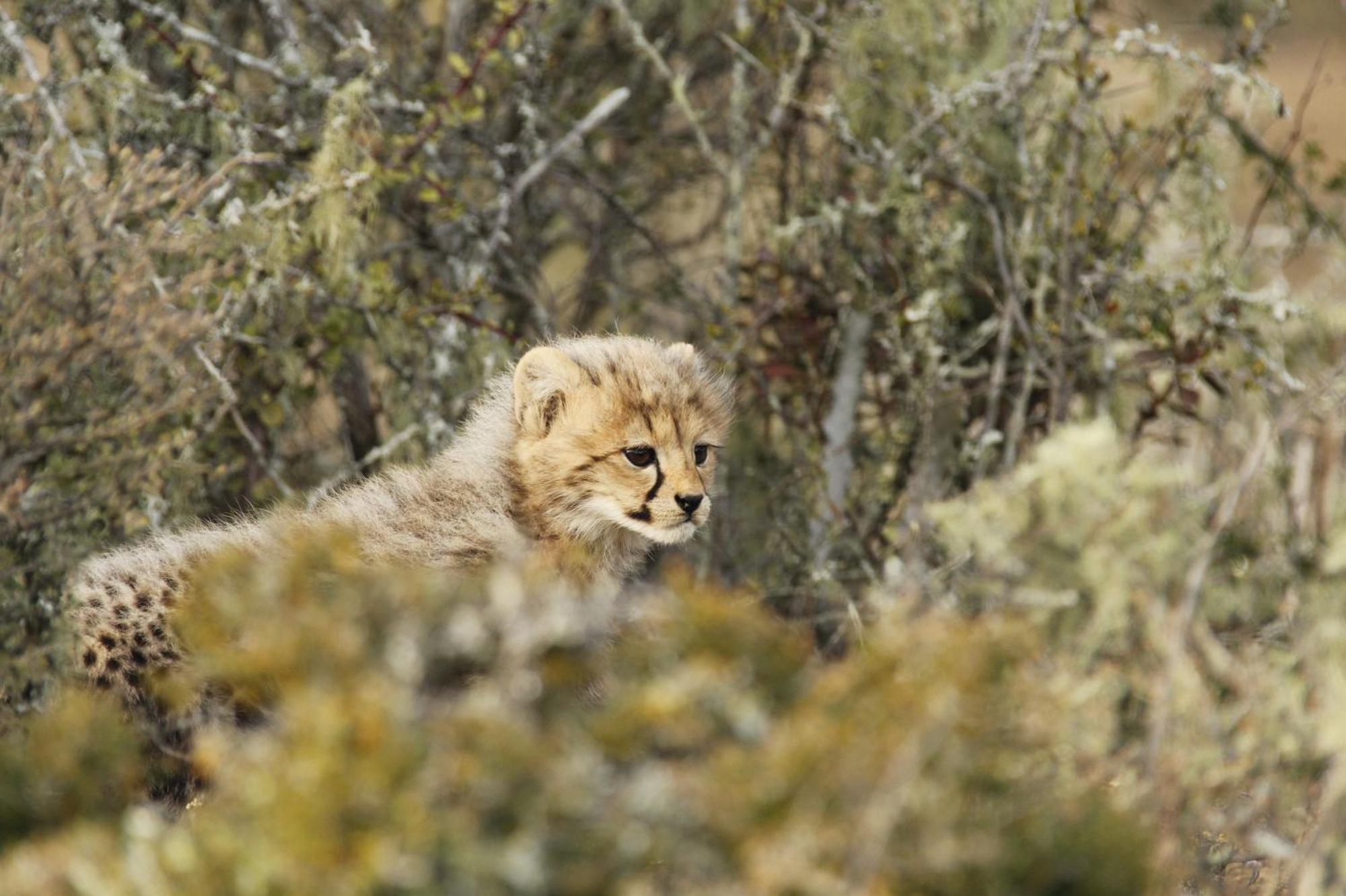 Kwandwe Private Game Reserve - Melton Manor Grahamstown Zewnętrze zdjęcie