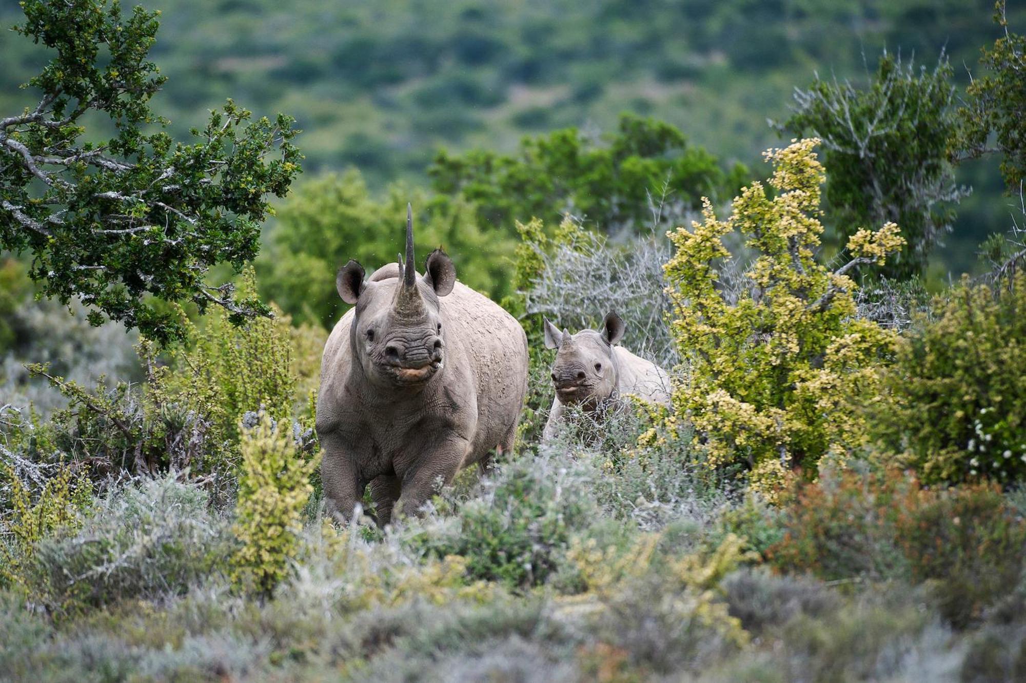 Kwandwe Private Game Reserve - Melton Manor Grahamstown Zewnętrze zdjęcie