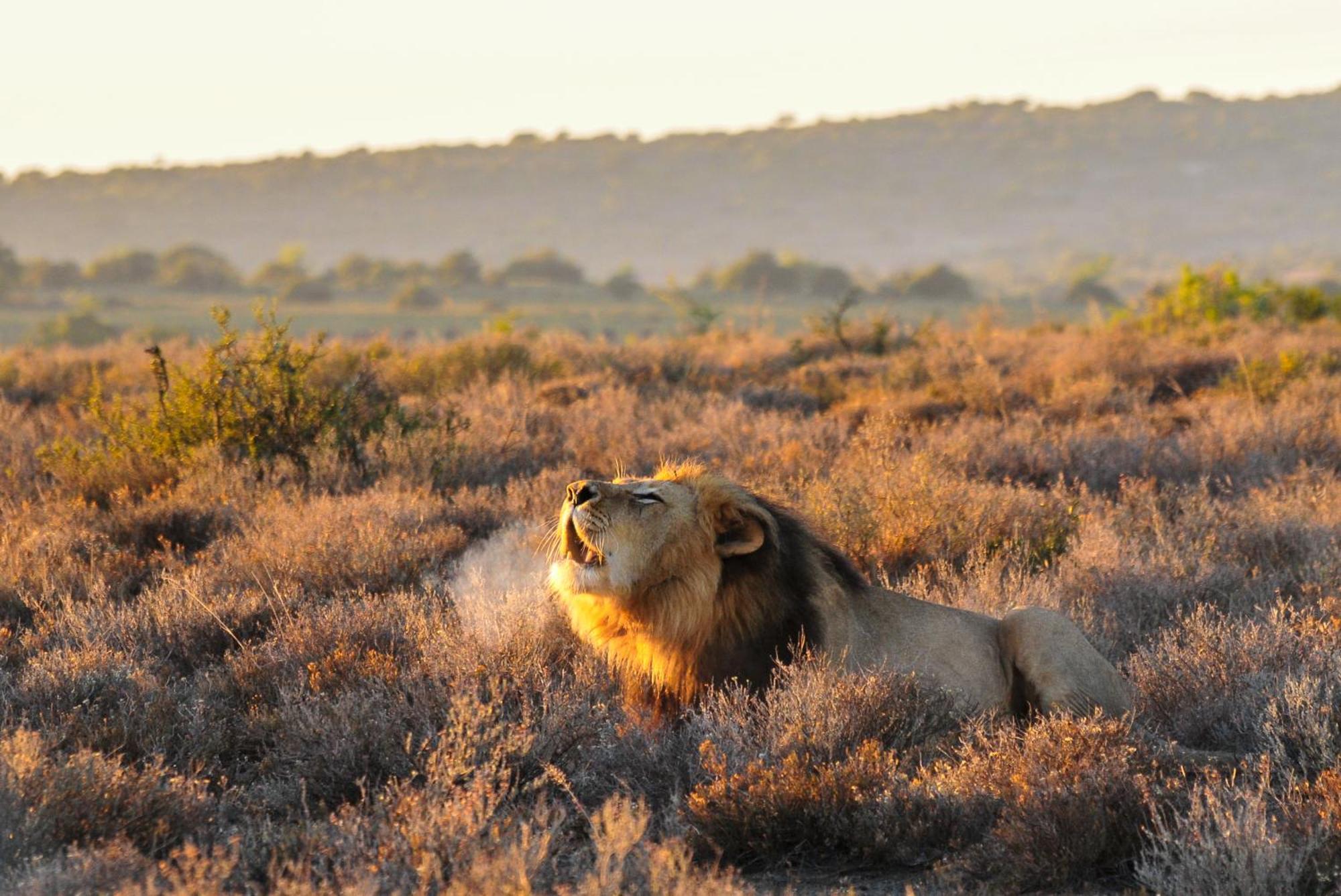 Kwandwe Private Game Reserve - Melton Manor Grahamstown Zewnętrze zdjęcie