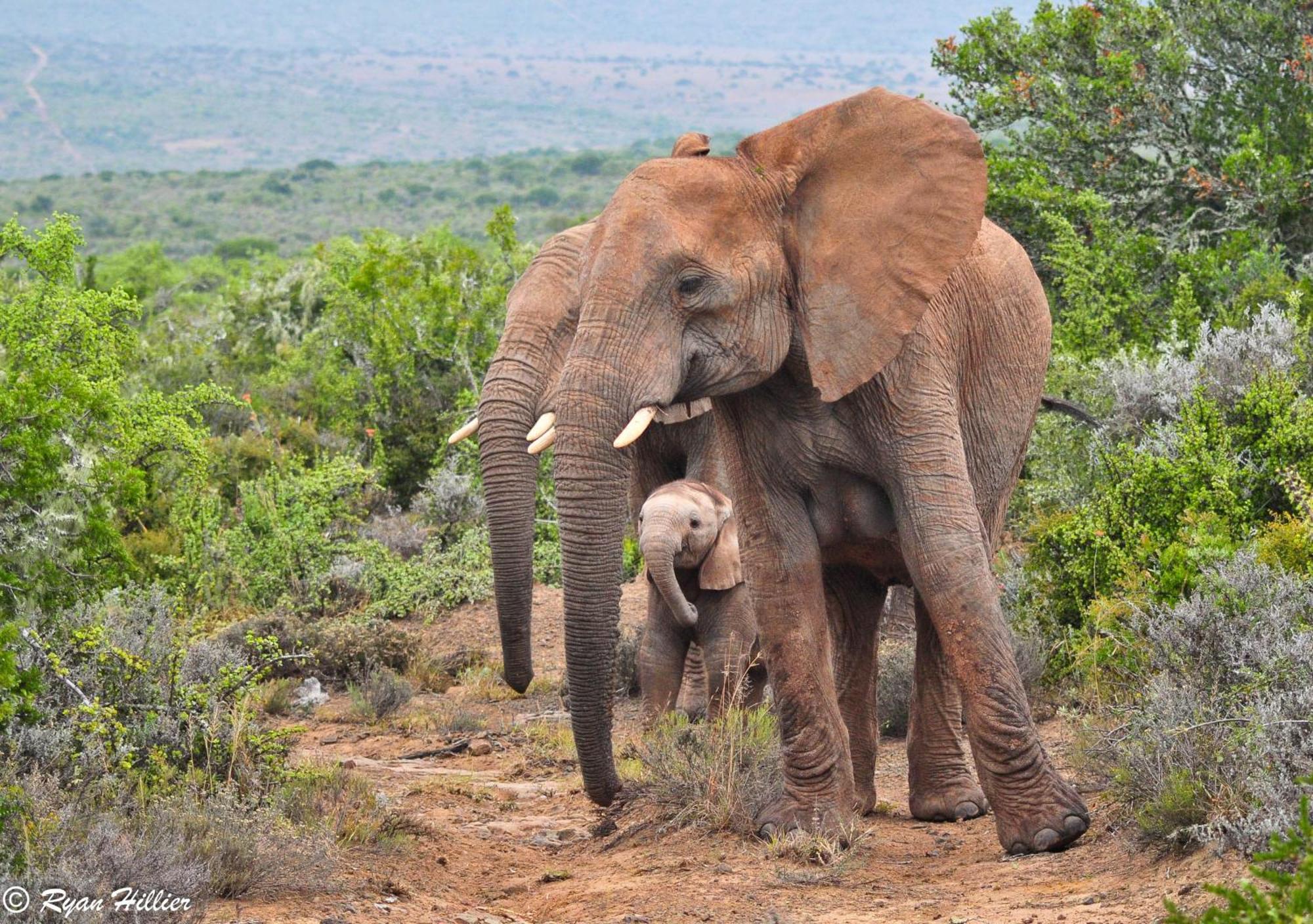 Kwandwe Private Game Reserve - Melton Manor Grahamstown Zewnętrze zdjęcie