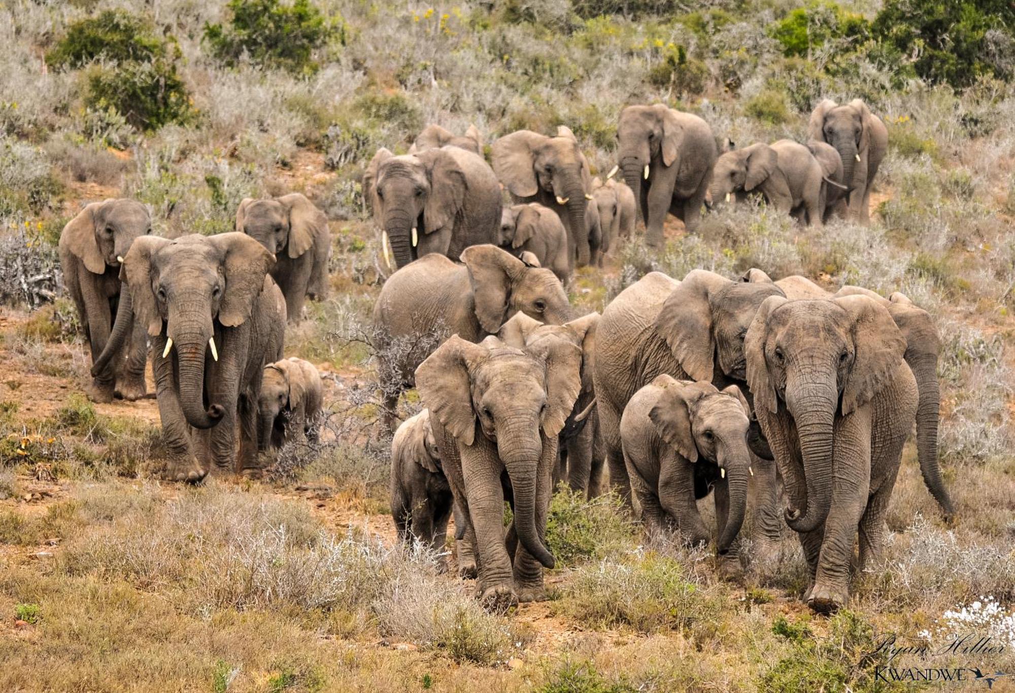 Kwandwe Private Game Reserve - Melton Manor Grahamstown Zewnętrze zdjęcie
