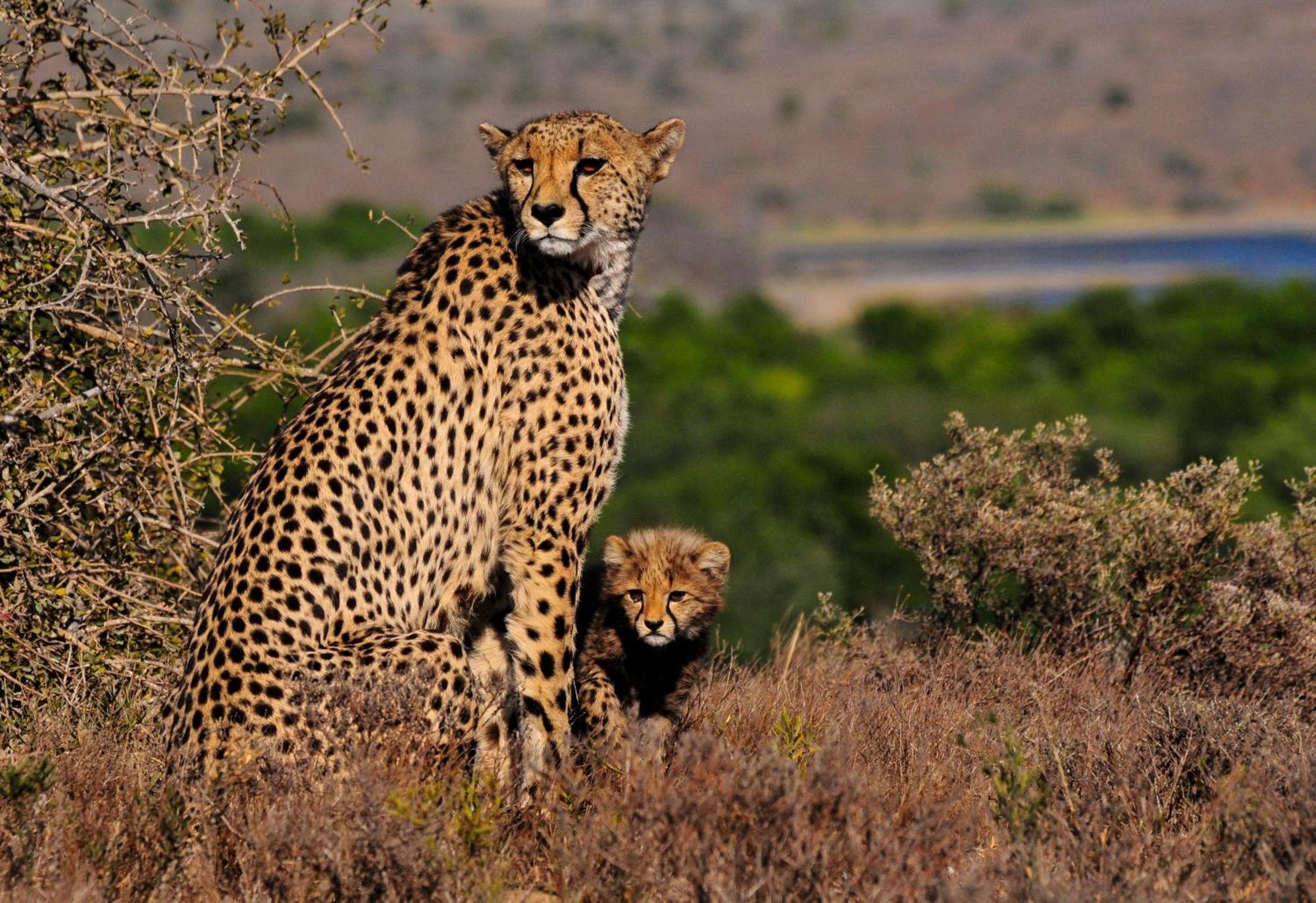 Kwandwe Private Game Reserve - Melton Manor Grahamstown Zewnętrze zdjęcie
